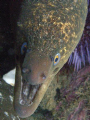   Juvienile moray back side Santa Cruz Isl. CA.Channel Islands Isl CAChannel CA Channel  